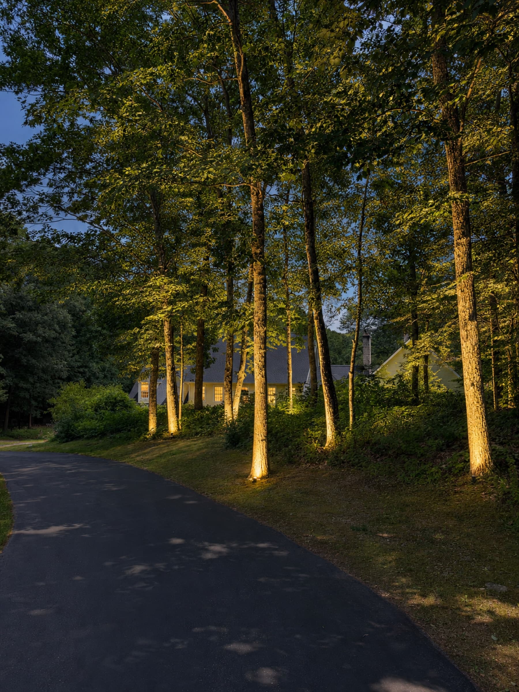 Tree trunks uplit along a curving drive, the house glowing through them