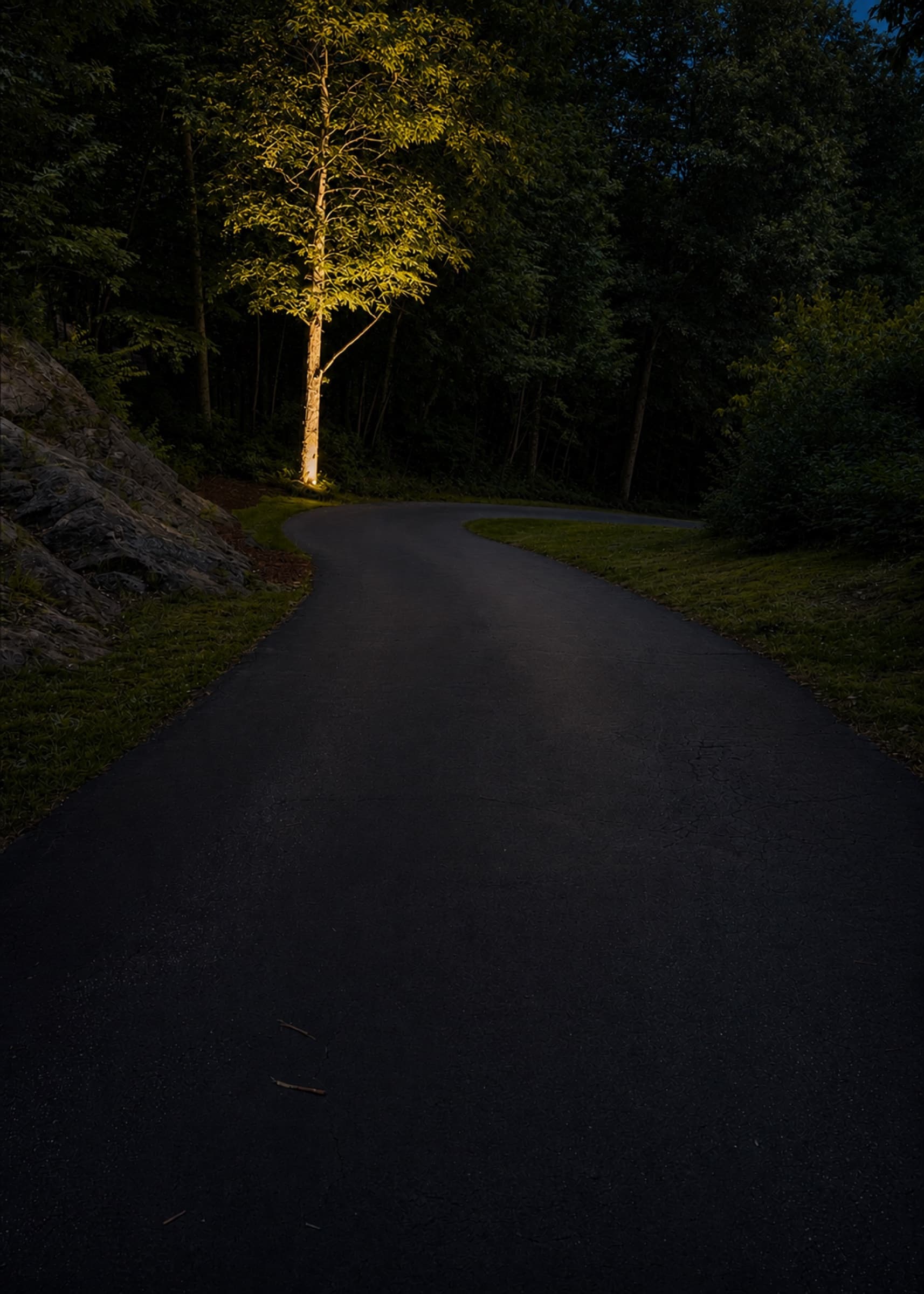 A single tree uplit at the bend of an otherwise dark drive